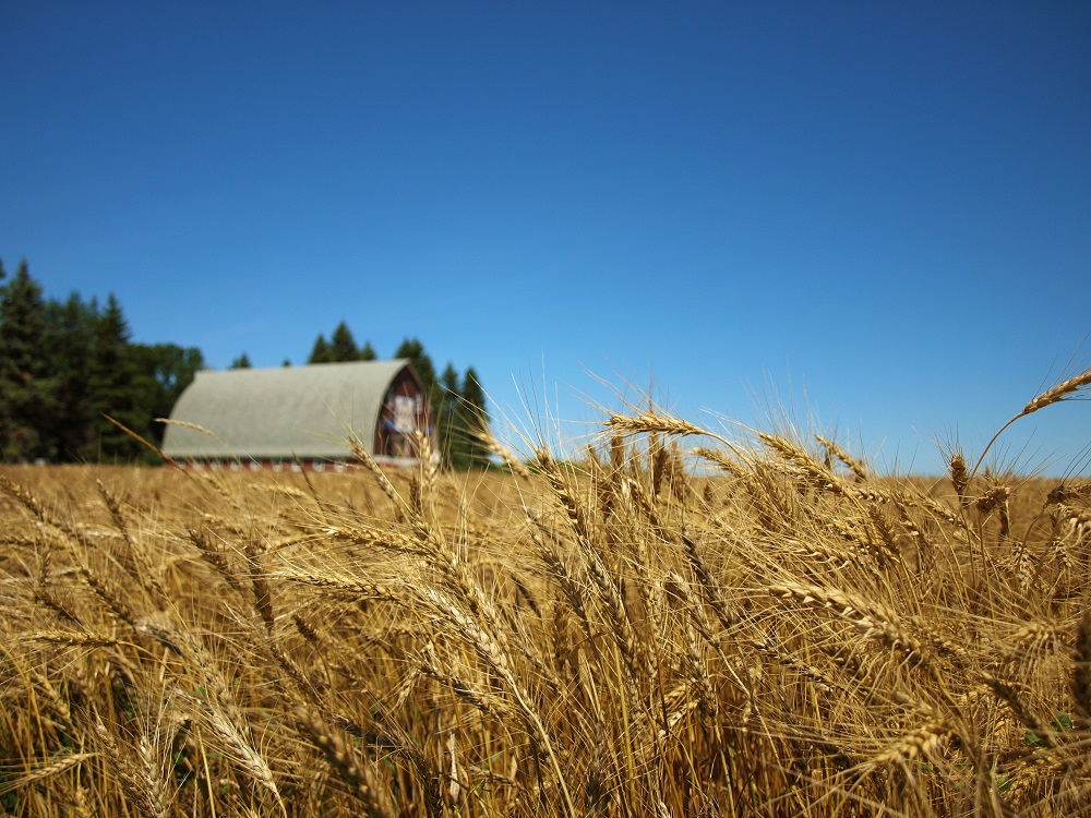 Crooked Lane Farm